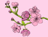 Dibujo Rama de cerezo pintado por maisabe