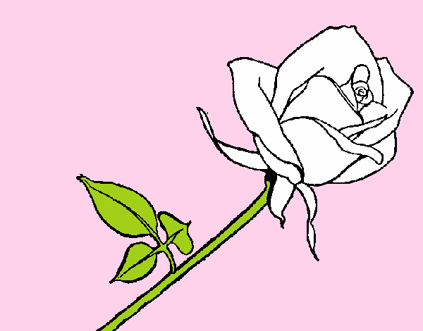 Rosa