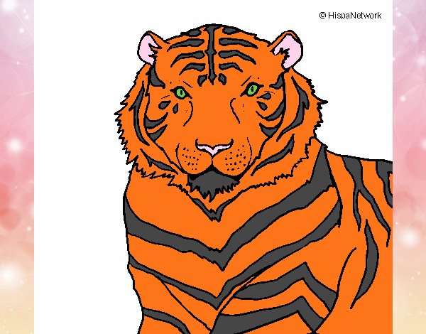 Tigre 3
