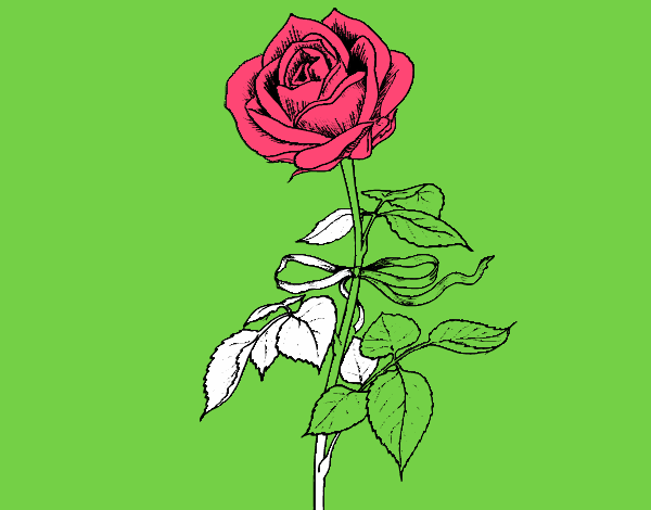 Una rosa