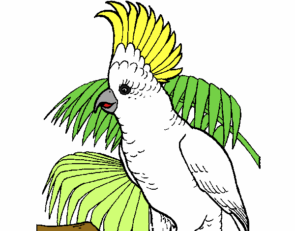 Cacatúa