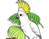 Cacatúa