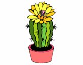 Cactus con flor