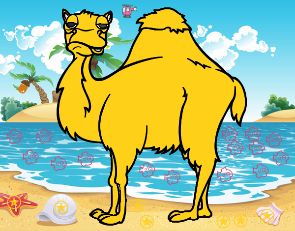 le   camello   que     vive   en   la   playa
