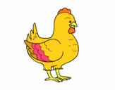 Gallina de una granja