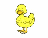 Patito de granja