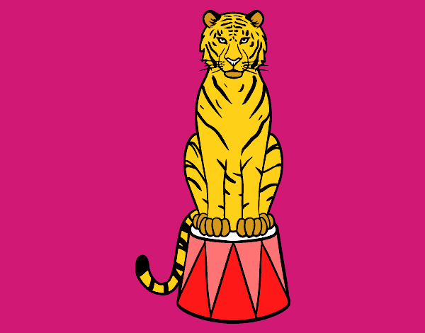 Tigre de circo