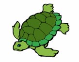 Tortuga