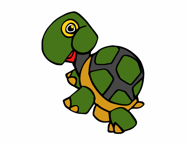 Tortuga terrestre