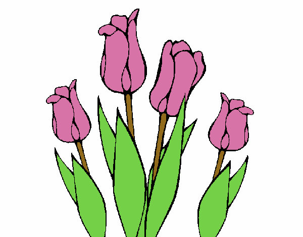 Tulipanes