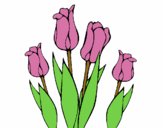 Tulipanes