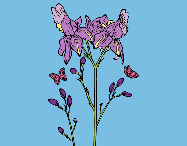 Dibujo de Flor de Iris pintado por Sofiakeisy en  el día  28-05-16 a las 21:24:33. Imprime, pinta o colorea tus propios dibujos!