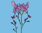 Dibujo Flor de Iris pintado por sofiakeisy