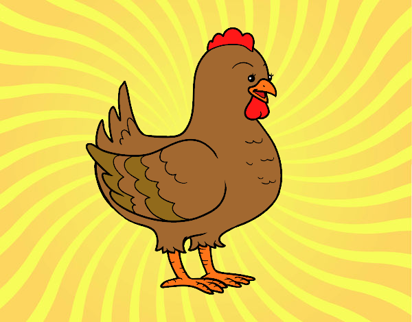 Gallina de una granja