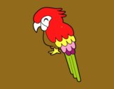 Guacamayo