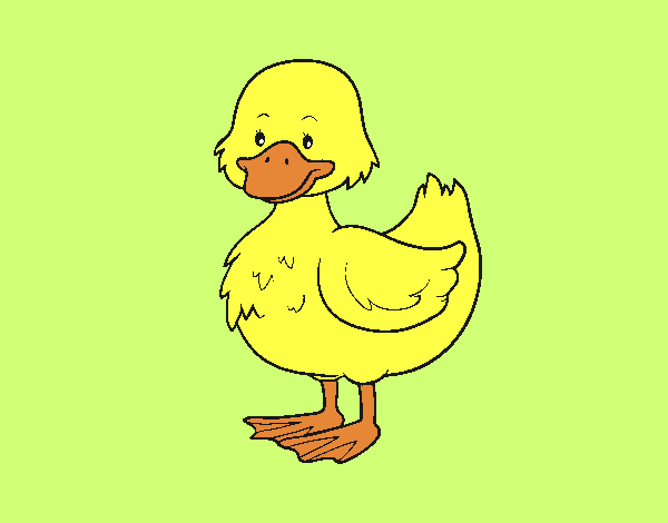 Patito de granja