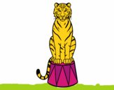 Tigre de circo