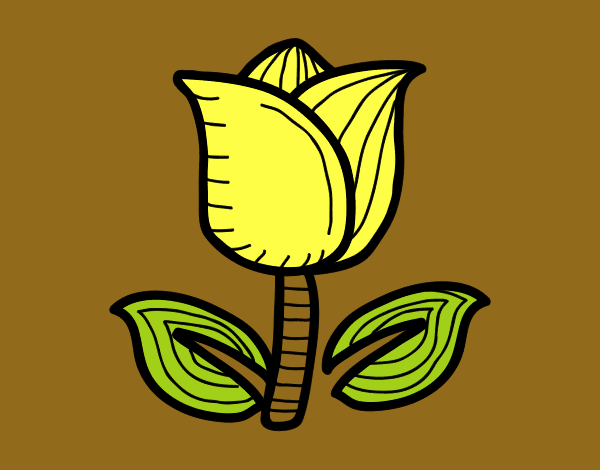 Tulipán