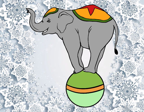 Elefante equilibrista