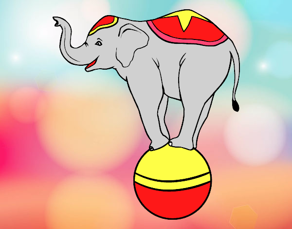 Elefante equilibrista