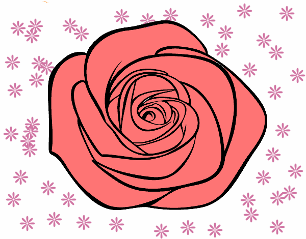 Flor de rosa