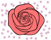 Flor de rosa