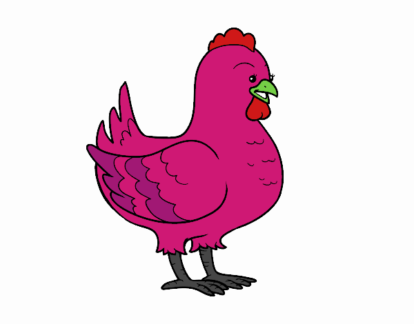 Gallina de una granja