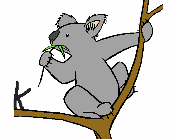 Koala