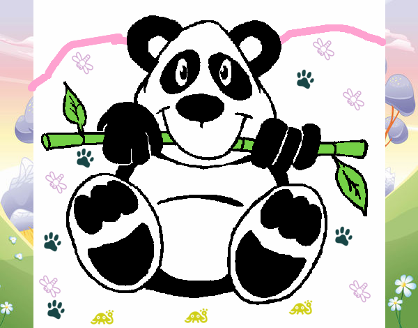 Oso panda