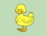 Patito de granja