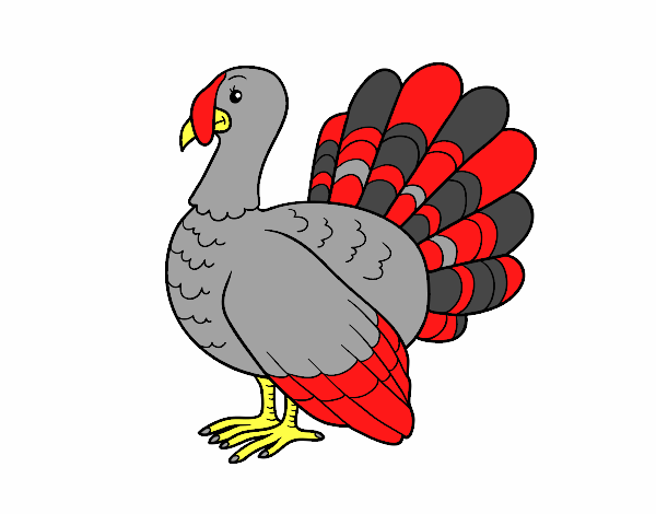 Pavo común