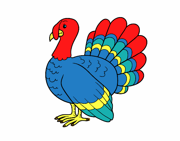 Pavo común