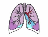 Pulmones y bronquios