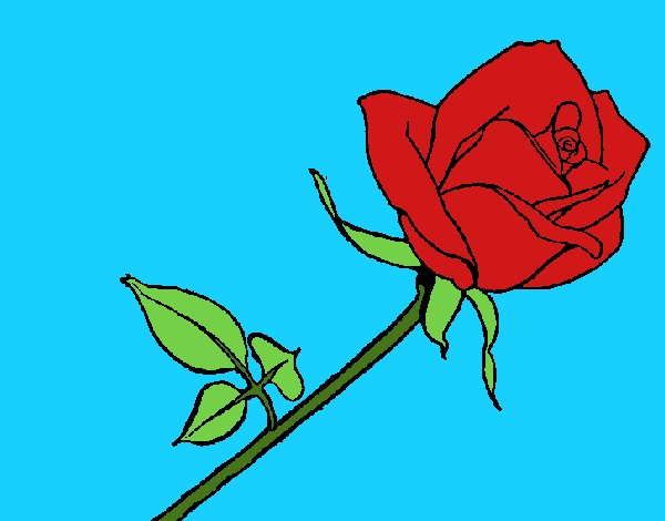 Rosa