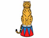 Tigre de circo