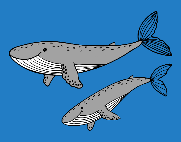 Ballenas