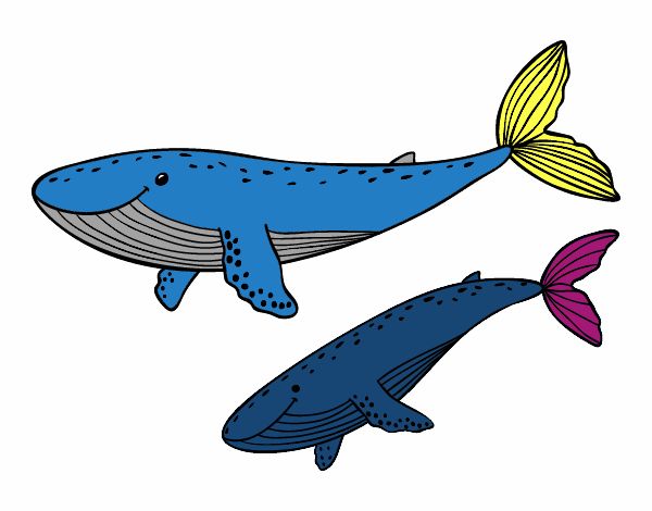 Ballenas