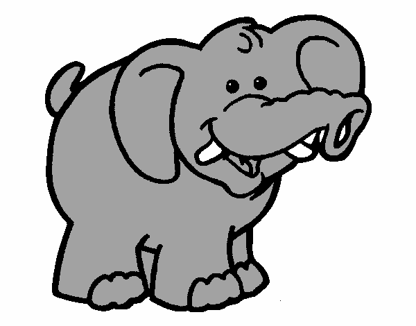 Elefante 6