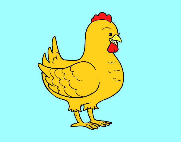 Gallina de una granja