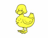 Patito de granja