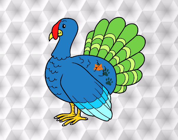 Pavo común