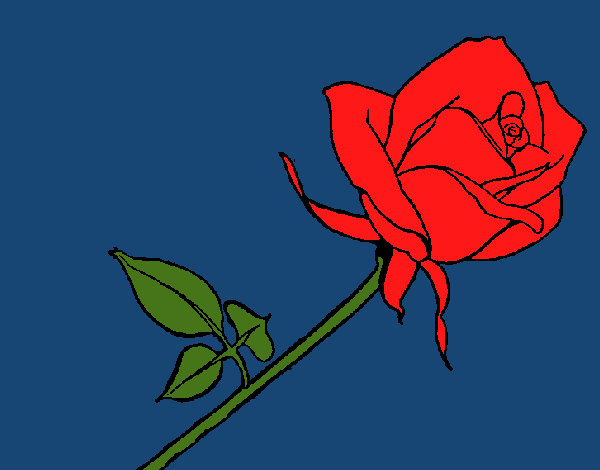 Rosa