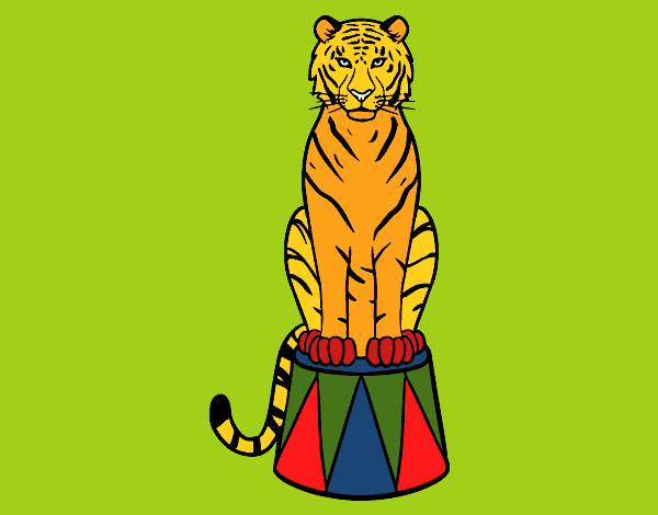 Tigre de circo