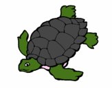 Tortuga