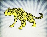 Un leopardo