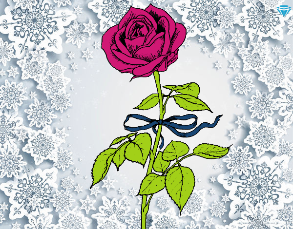 rosa 