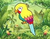 Guacamayo