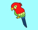 Guacamayo