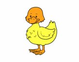 Patito de granja