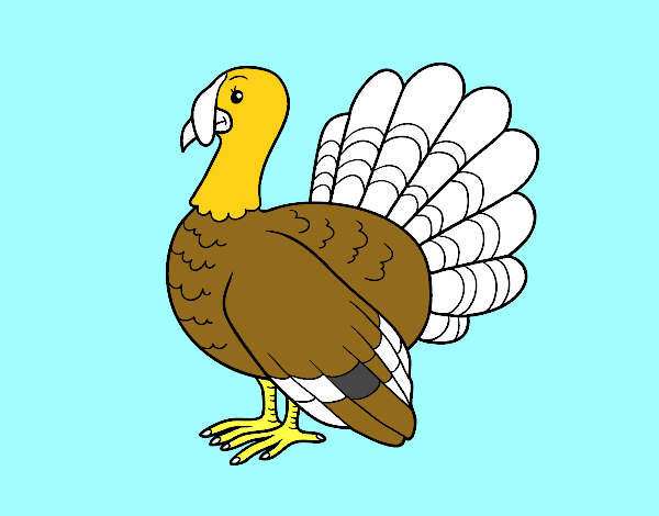 Pavo común